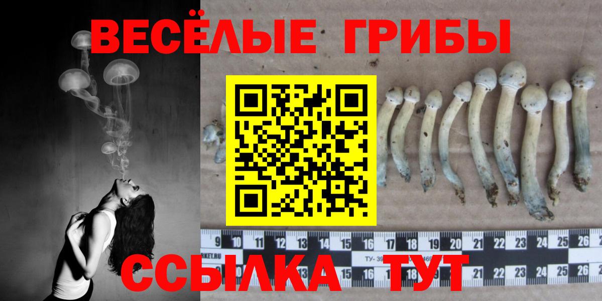 Псилоцибиновые грибы GOLDEN TEACHER  Галлюциногенные грибы Psilocybine cubensis  Благовещенск  Вход с VPN 